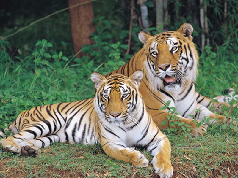 Bannerghatta national park